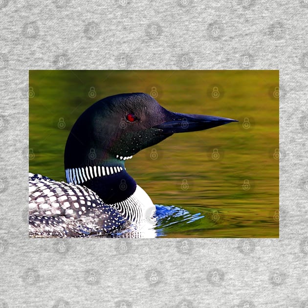 Loon closeup - Common Loon by Jim Cumming